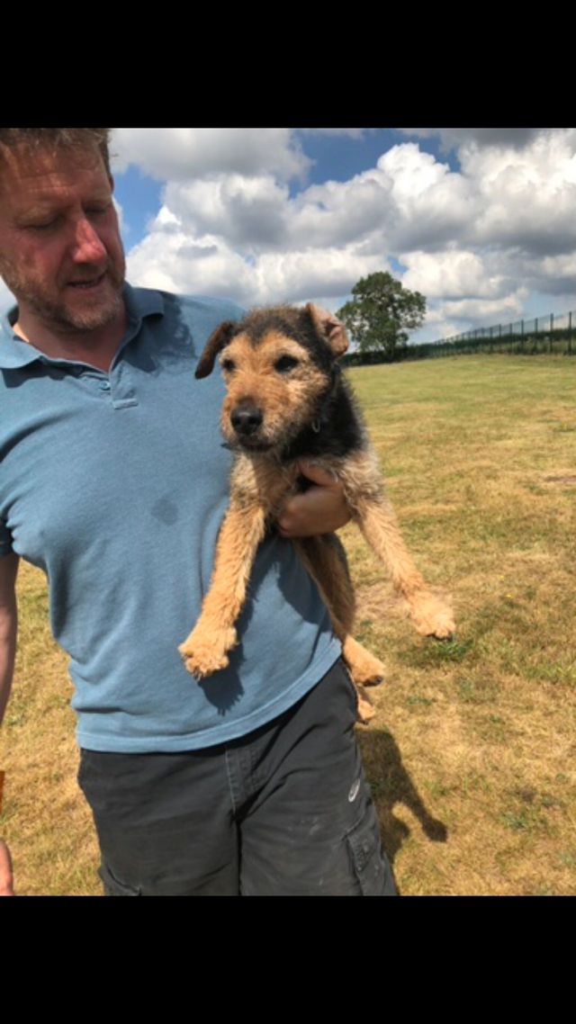 Harvington store dog kennels